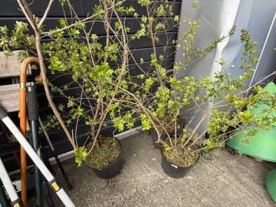 3 X ESCALLONIA TREES