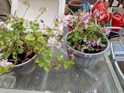 3 X FLOWER POTS