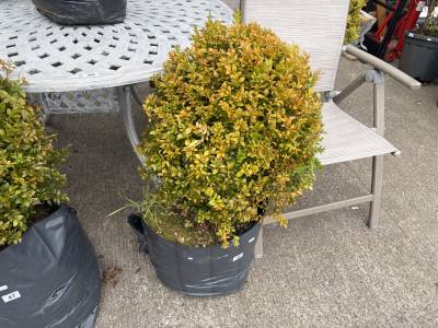 CLIP BOX TREE