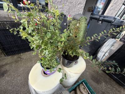 2 X POTTED PLANTS