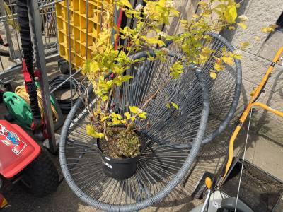 2 X BASKET CHAIRS