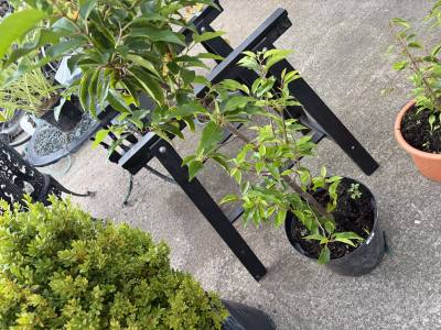 PORTUGUESE LAUREL
