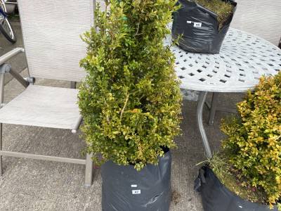 BOXWOOD TREE