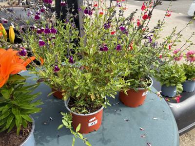 PAIR OF SALVIA PLANTS