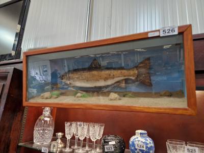FRAMED BROWN TROUT