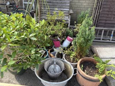 LOT OF PLANTS / PLANTERS