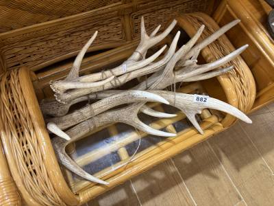LOT OF RED DEER ANTLERS