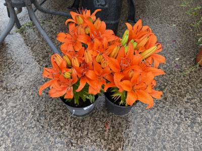 PAIR OF ORANGE LILIE PLANTS