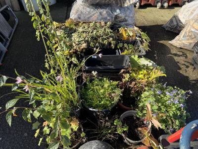 LOT OF PLANTS