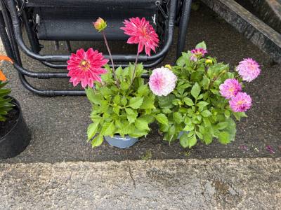 PAIR OF DAHLIA PLANTS