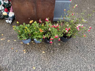 PAIR OF HOT LIPS + DAHLIA POOH PLANTS