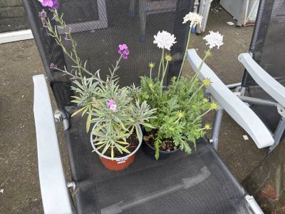 PAIR OF POTTED PLANTS