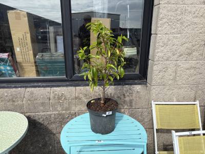 PORTUGUESE LAUREL