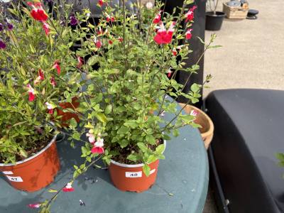 PAIR OF SALVIA PLANTS