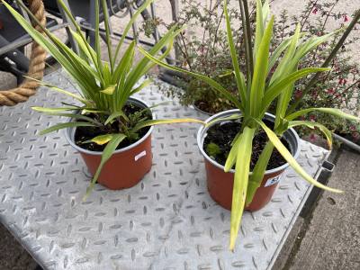 PAIR OF POTTED PLANTS
