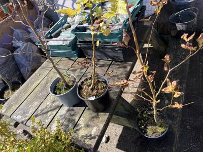 3 X BEECH TREES
