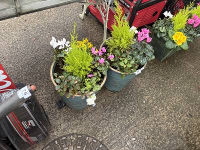 PAIR OF POTTED PLANTS