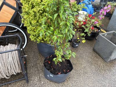 PORTUGUESE LAUREL