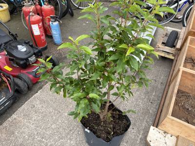 PORTUGUESE LAUREL