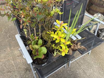 5 X MIXED SHRUBS