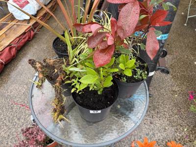 6 X MIXED SHRUBS