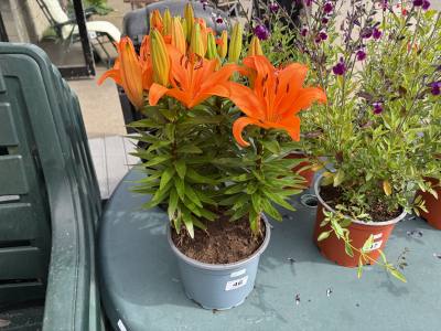 PAIR OF LILY PLANTS
