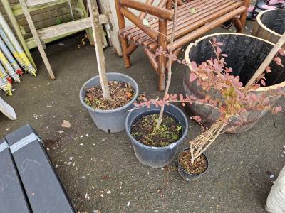 3 X POTTED TREES
