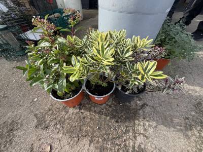 3 X POTTED PLANTS