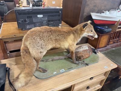 STUFFED FOX + PHEASANT