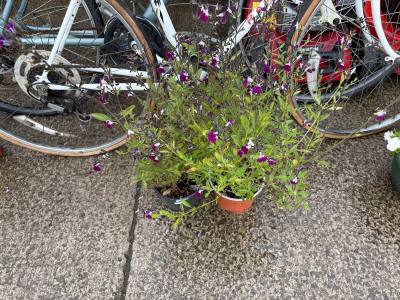 PAIR OF AMETHYST PLANTS