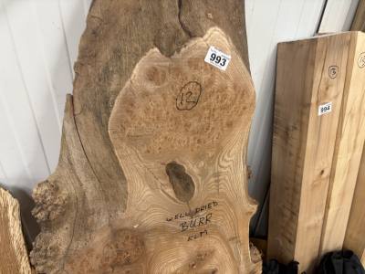 DRIED BUR ELM (175CM)