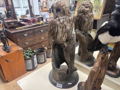 TAWNY OWL
