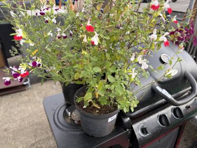 PAIR OF POTTED PLANTS