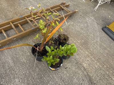 5 X MIXED SHRUBS
