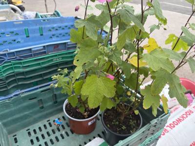 2 X POTTED PLANTS