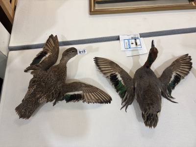 PAIR OF STUFFED TEALES