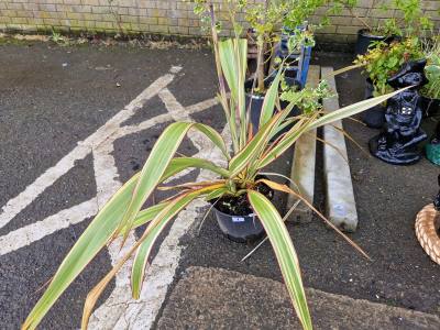 PHORMIUM TREE