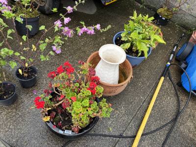 LOT OF PLANTERS + PLANTS