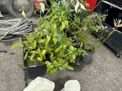 9 ASSORTED PLANTS