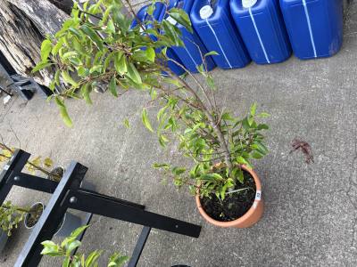 PORTUGUESE LAUREL