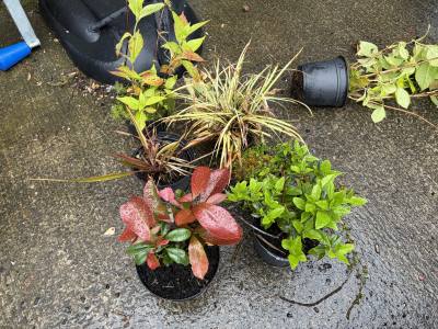 6 X MIXED SHRUBS