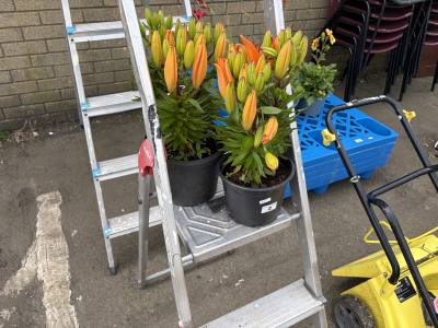 PAIR OF LILIES PLANTS
