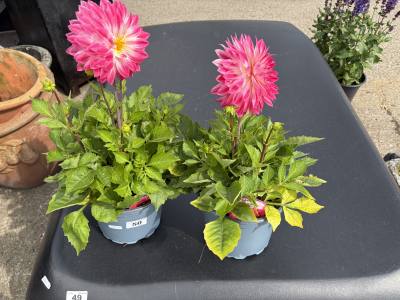 PAIR OF PLANTS