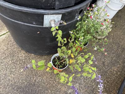 PAIR OF POTTED PLANTS