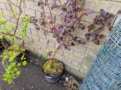 POTTED DARK SHRUB TREE