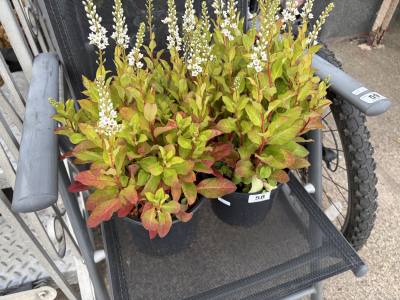 PAIR OF POTTED PLANTS