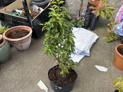 LARGE AZALEA