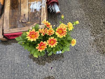 PAIR OF DAHLIA POOH PLANTS