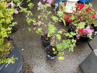 PAIR OF TREE MALLOW PLANTS