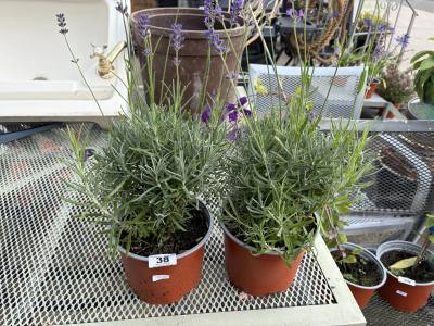 PAIR OF POTTED PLANTS
